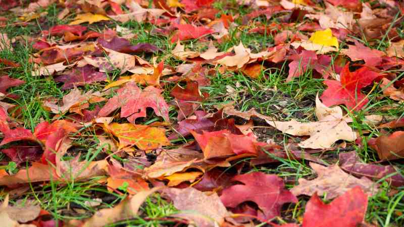 United Way’s Make a Difference Day: Leaf&nbsp;Raking